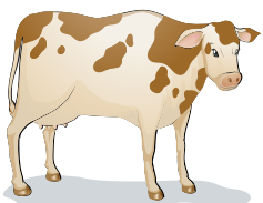 cow