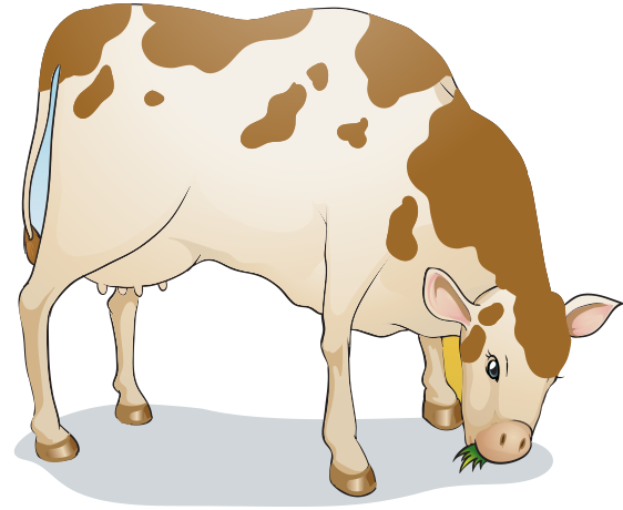 cow eating grass